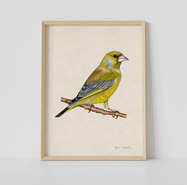 Plakat ptak Dzwoniec ilustracja 21x30 dekoracja