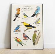 Kolorowe ptaki w Polsce - autorski plakat edukacyjny 48x68
