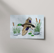 Plakat Kaczka krzyżówka w locie ilustracja 21x30