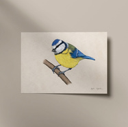 Plakat ptak Modraszka ilustracja 21x30 dekoracja