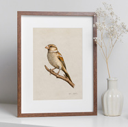 Plakat ptak Wróbel ilustracja 21x30 dekoracja