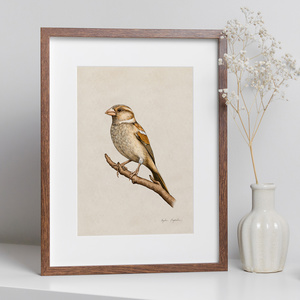 Plakat ptak Wróbel ilustracja 21x30 dekoracja